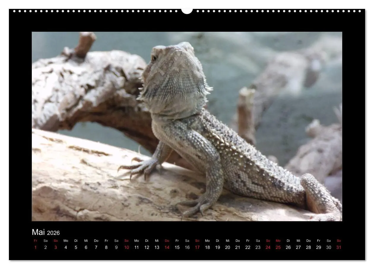 Bild: 9783516196726 | Faszinierende Reptilien (Wandkalender 2026 DIN A2 quer), CALVENDO...