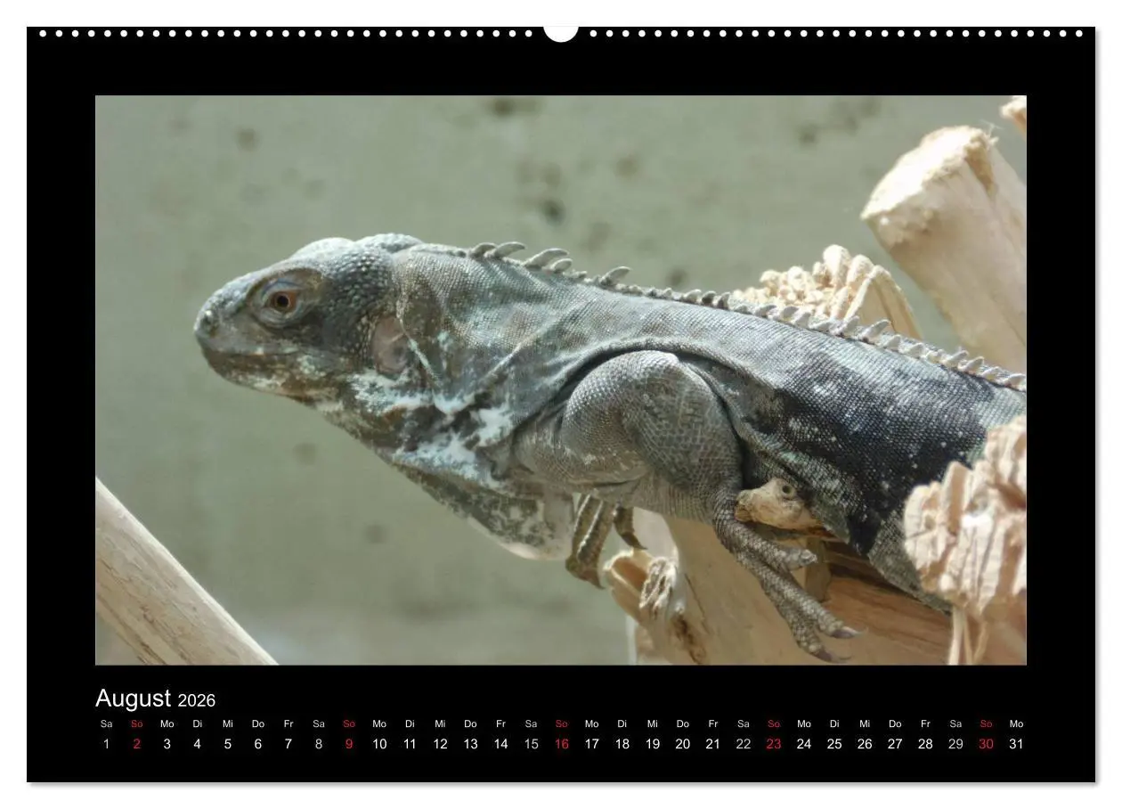 Bild: 9783516196726 | Faszinierende Reptilien (Wandkalender 2026 DIN A2 quer), CALVENDO...