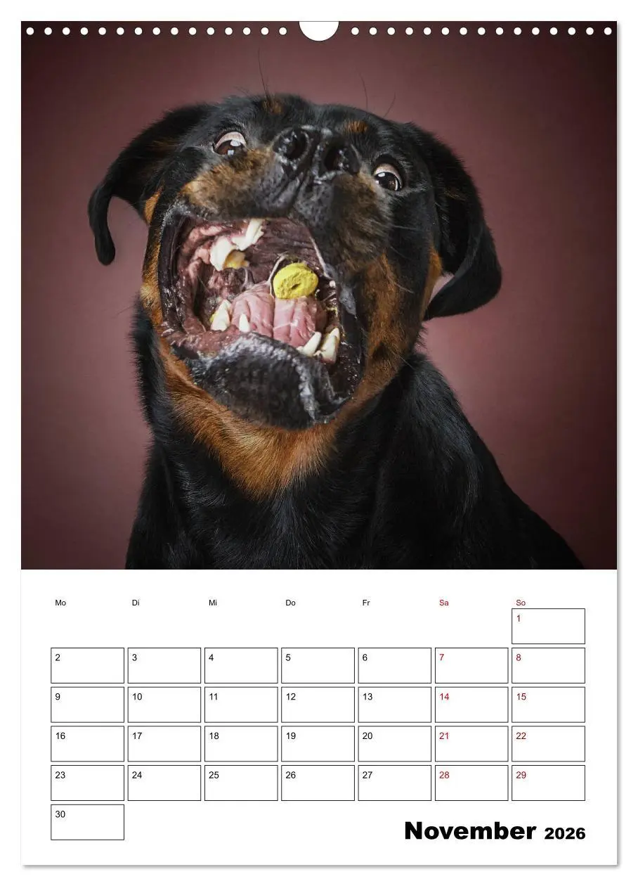 Bild: 9783516406726 | Fang das Leckerli (Wandkalender 2026 DIN A3 hoch), CALVENDO...