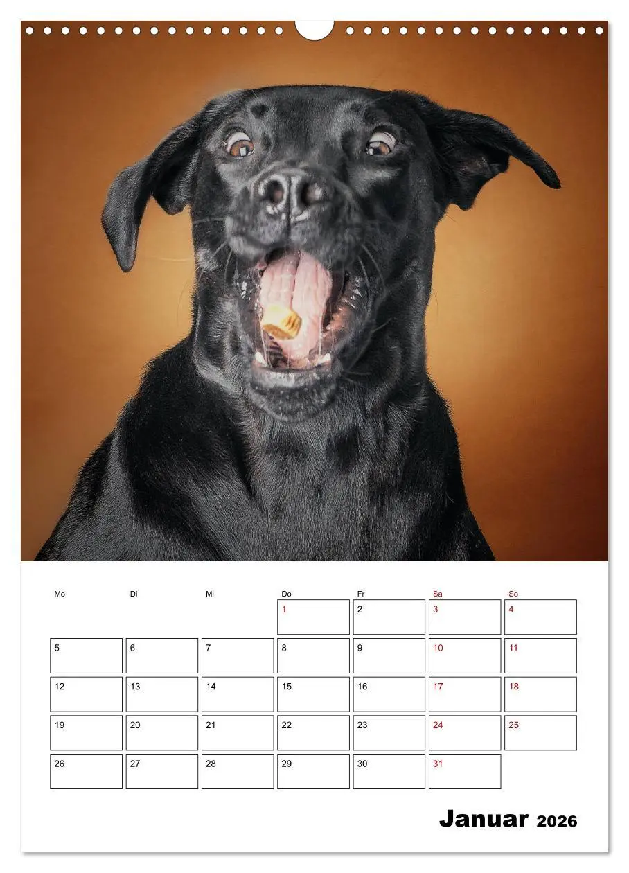 Bild: 9783516406726 | Fang das Leckerli (Wandkalender 2026 DIN A3 hoch), CALVENDO...