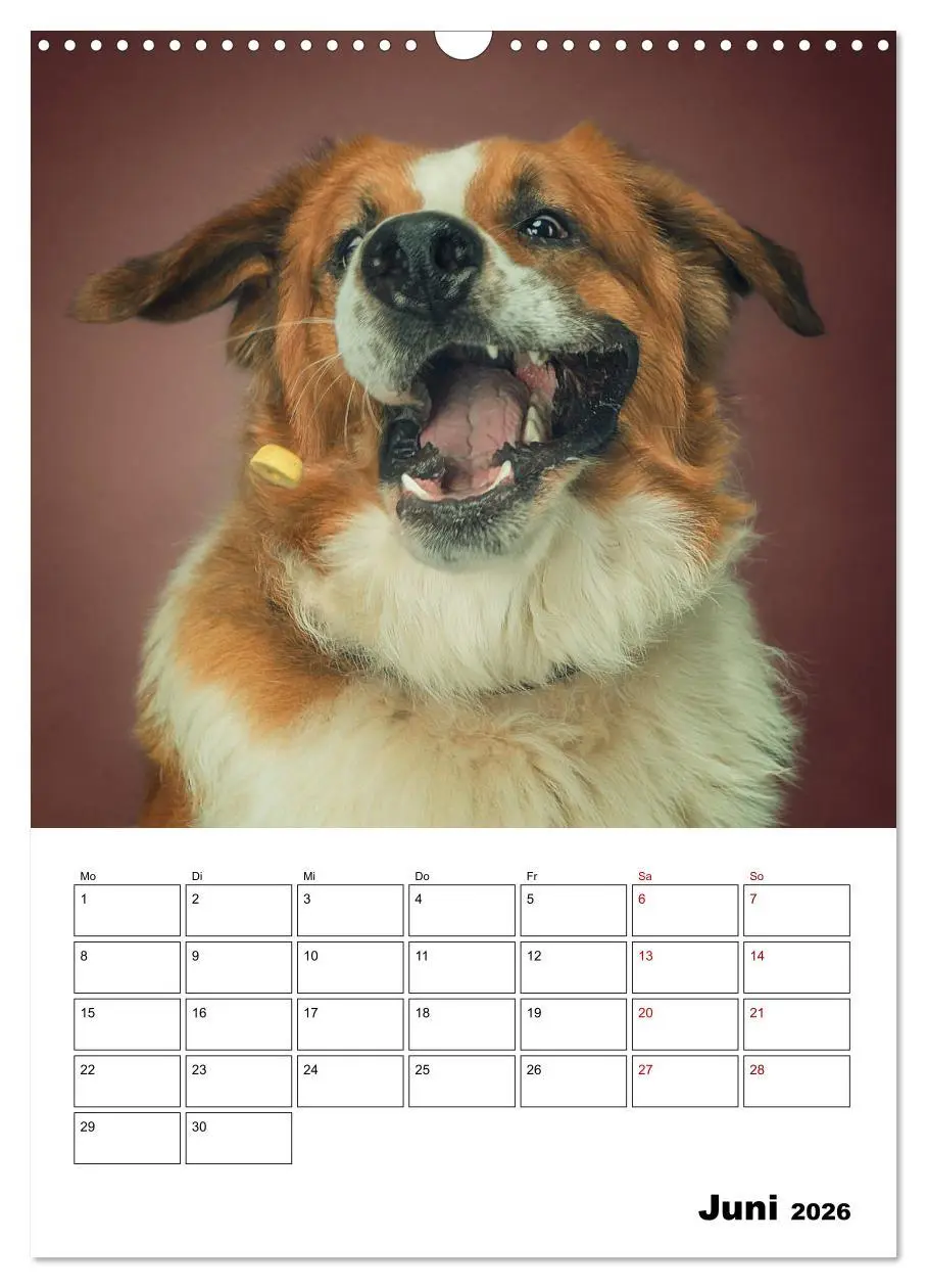 Bild: 9783516406726 | Fang das Leckerli (Wandkalender 2026 DIN A3 hoch), CALVENDO...