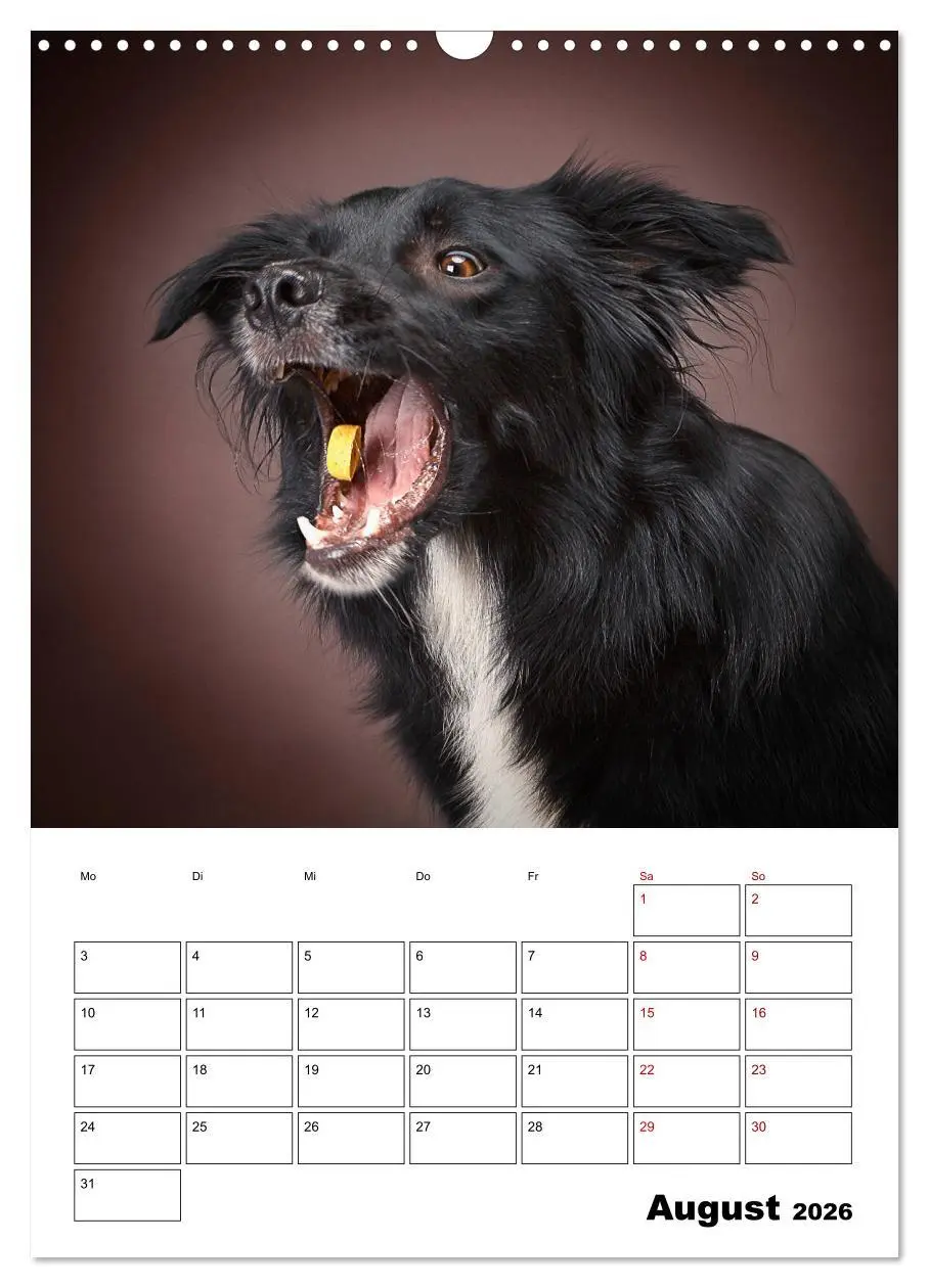 Bild: 9783516406726 | Fang das Leckerli (Wandkalender 2026 DIN A3 hoch), CALVENDO...