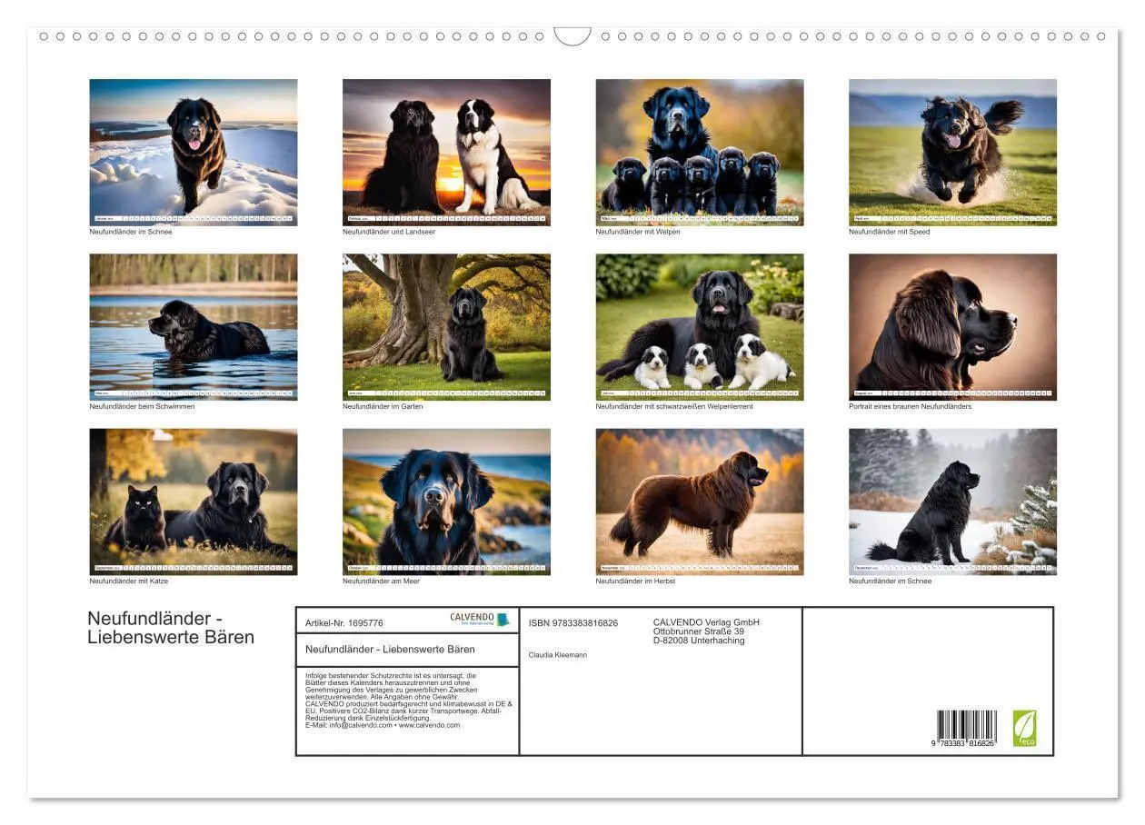 Bild: 9783383816826 | Neufundländer - Liebenswerte Bären (Wandkalender 2025 DIN A2 quer),...