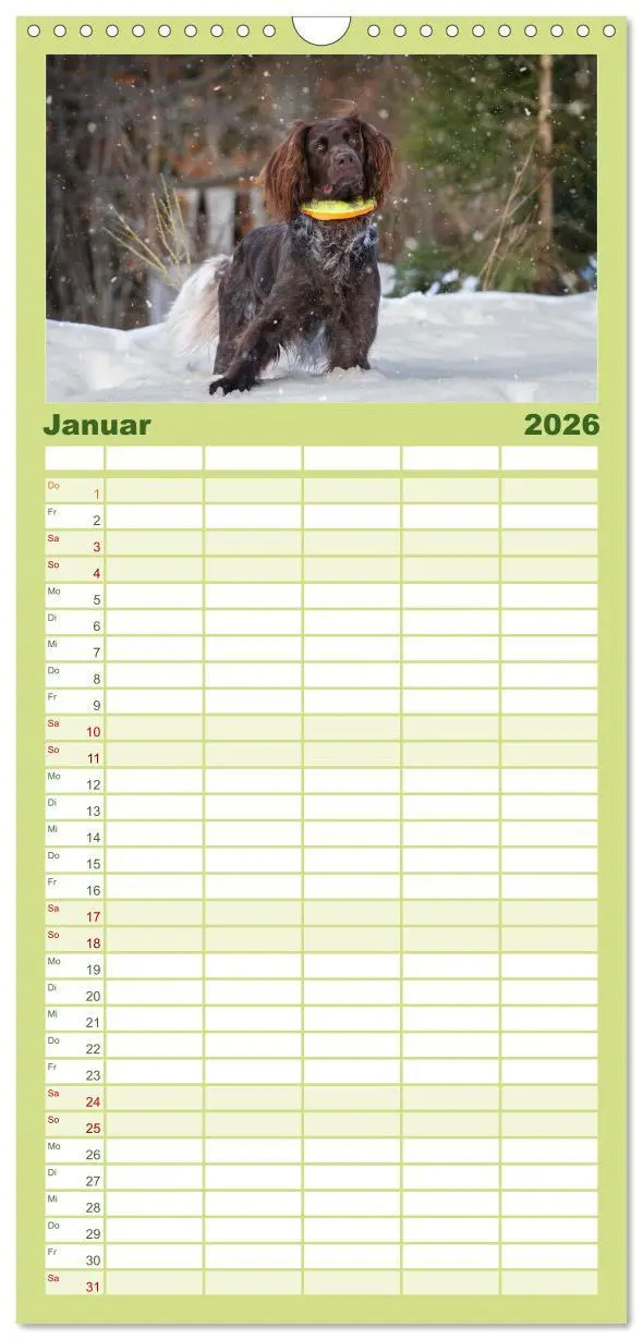 Bild: 9783516496826 | Familienplaner 2026 - Jagdhund im Portrait - Deutsch Langhaar mit 5...