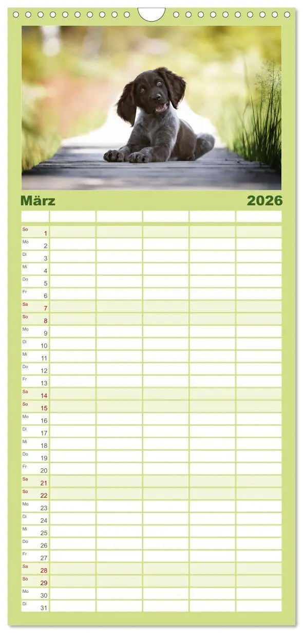 Bild: 9783516496826 | Familienplaner 2026 - Jagdhund im Portrait - Deutsch Langhaar mit 5...