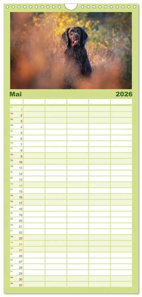 Bild: 9783516496826 | Familienplaner 2026 - Jagdhund im Portrait - Deutsch Langhaar mit 5...