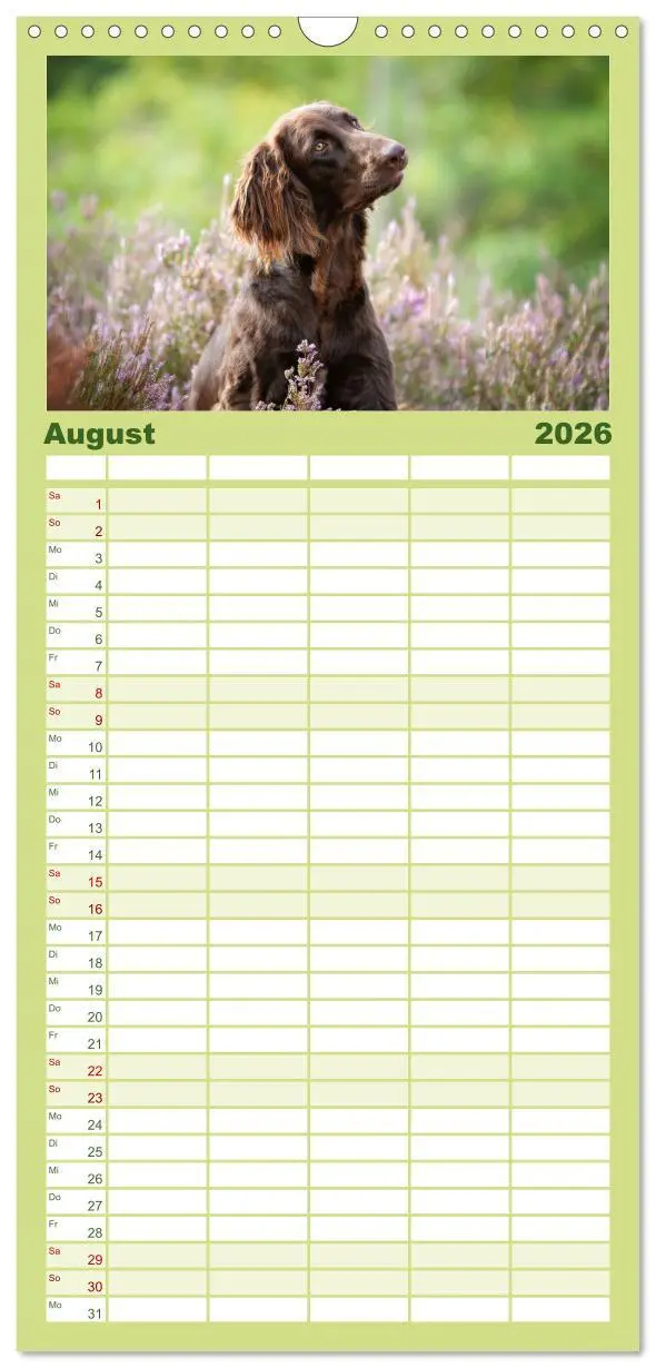Bild: 9783516496826 | Familienplaner 2026 - Jagdhund im Portrait - Deutsch Langhaar mit 5...