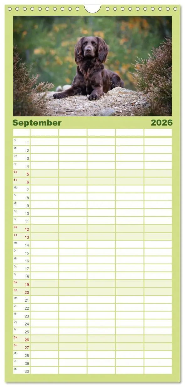 Bild: 9783516496826 | Familienplaner 2026 - Jagdhund im Portrait - Deutsch Langhaar mit 5...