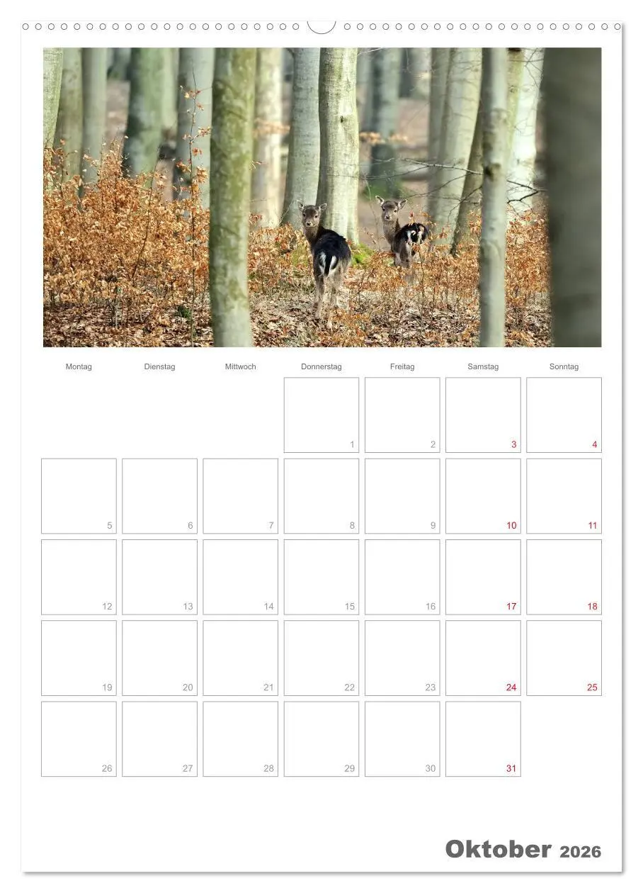 Bild: 9783516486926 | Rehe &amp; Co / Planer (hochwertiger Premium Wandkalender 2026 DIN A2...