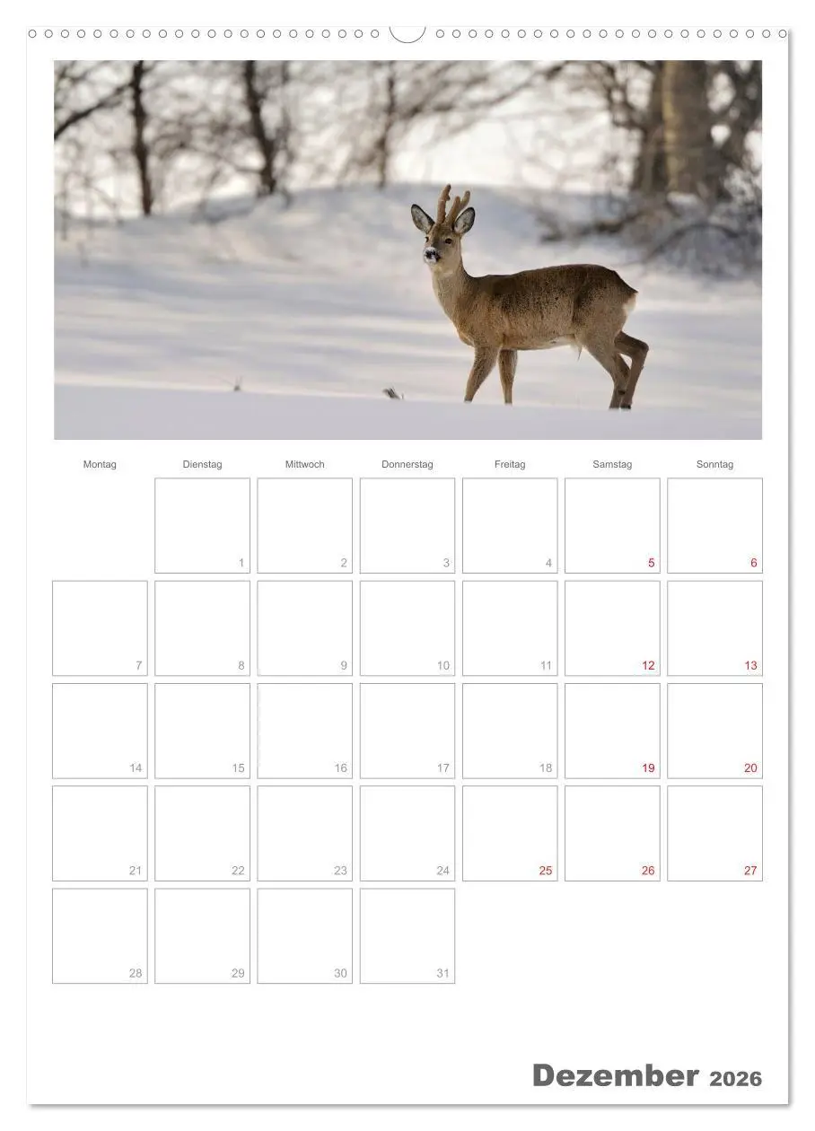 Bild: 9783516486926 | Rehe &amp; Co / Planer (hochwertiger Premium Wandkalender 2026 DIN A2...