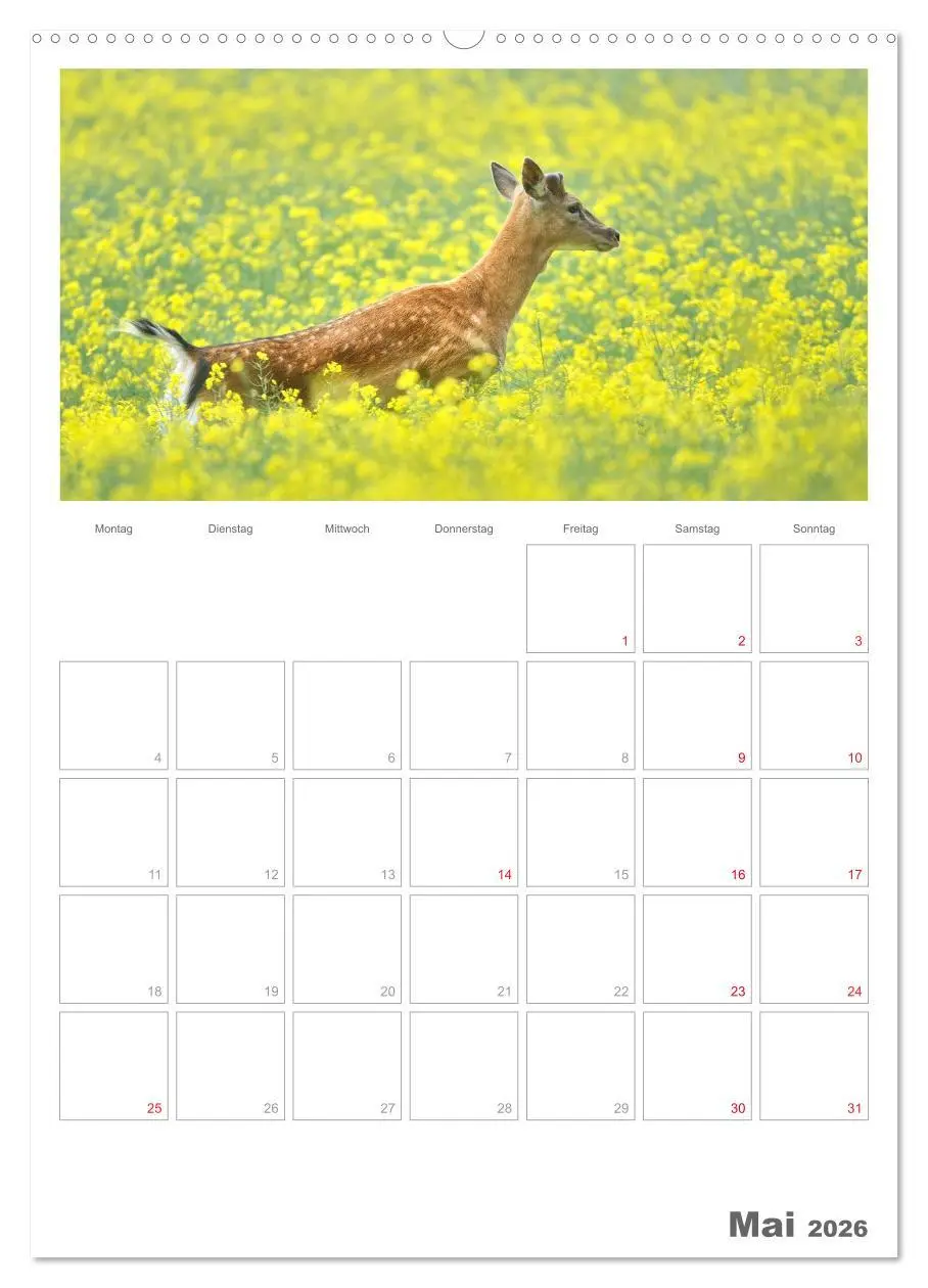 Bild: 9783516486926 | Rehe &amp; Co / Planer (hochwertiger Premium Wandkalender 2026 DIN A2...