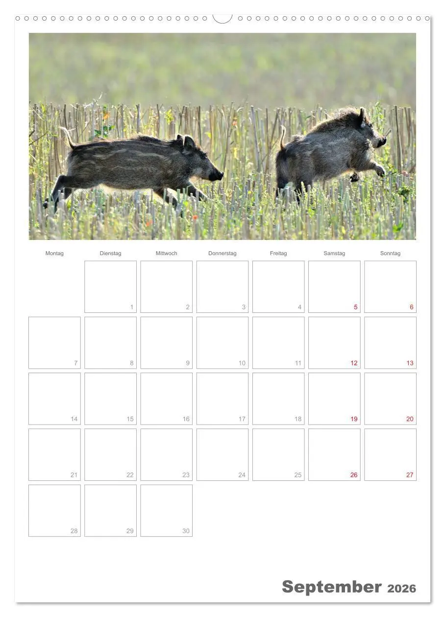 Bild: 9783516486926 | Rehe &amp; Co / Planer (hochwertiger Premium Wandkalender 2026 DIN A2...