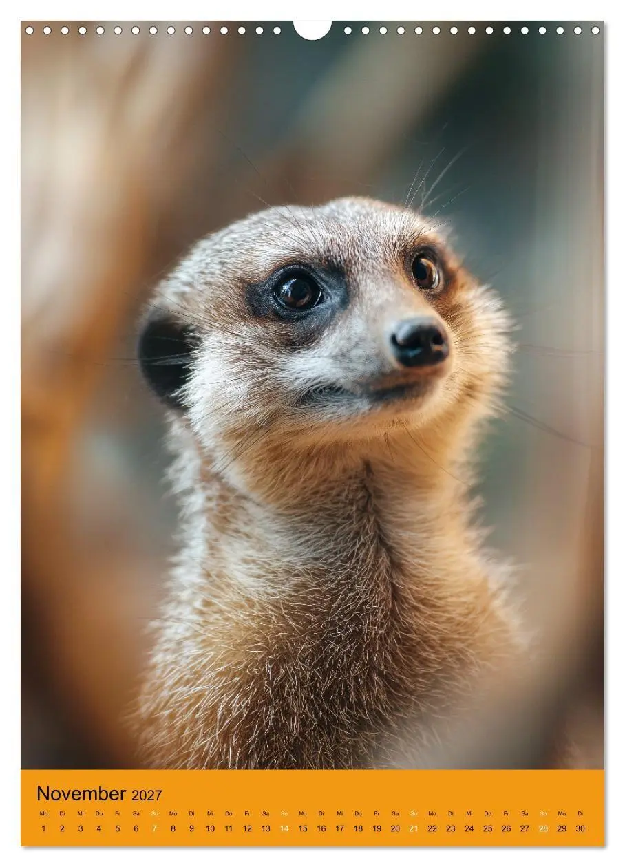 Bild: 9783516866926 | Die Erdmännchen Familie - Kalender der niedlichen Tiere...