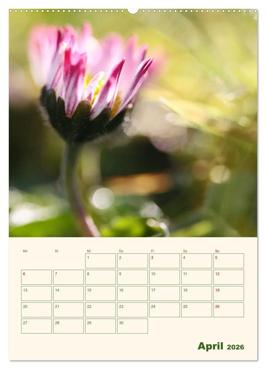 Bild: 9783516367126 | Verträumte Gänseblümchen (hochwertiger Premium Wandkalender 2026...