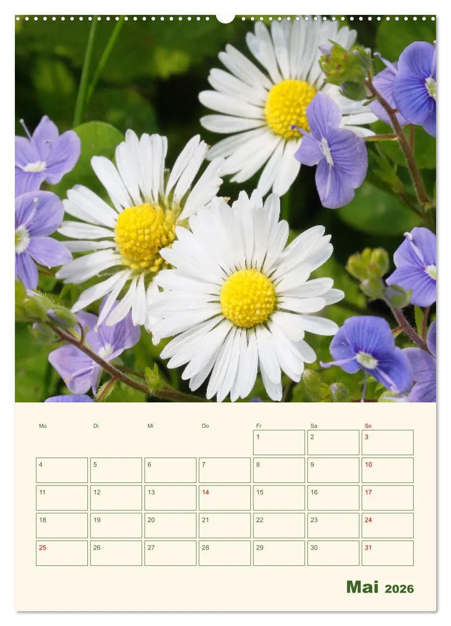 Bild: 9783516367126 | Verträumte Gänseblümchen (hochwertiger Premium Wandkalender 2026...