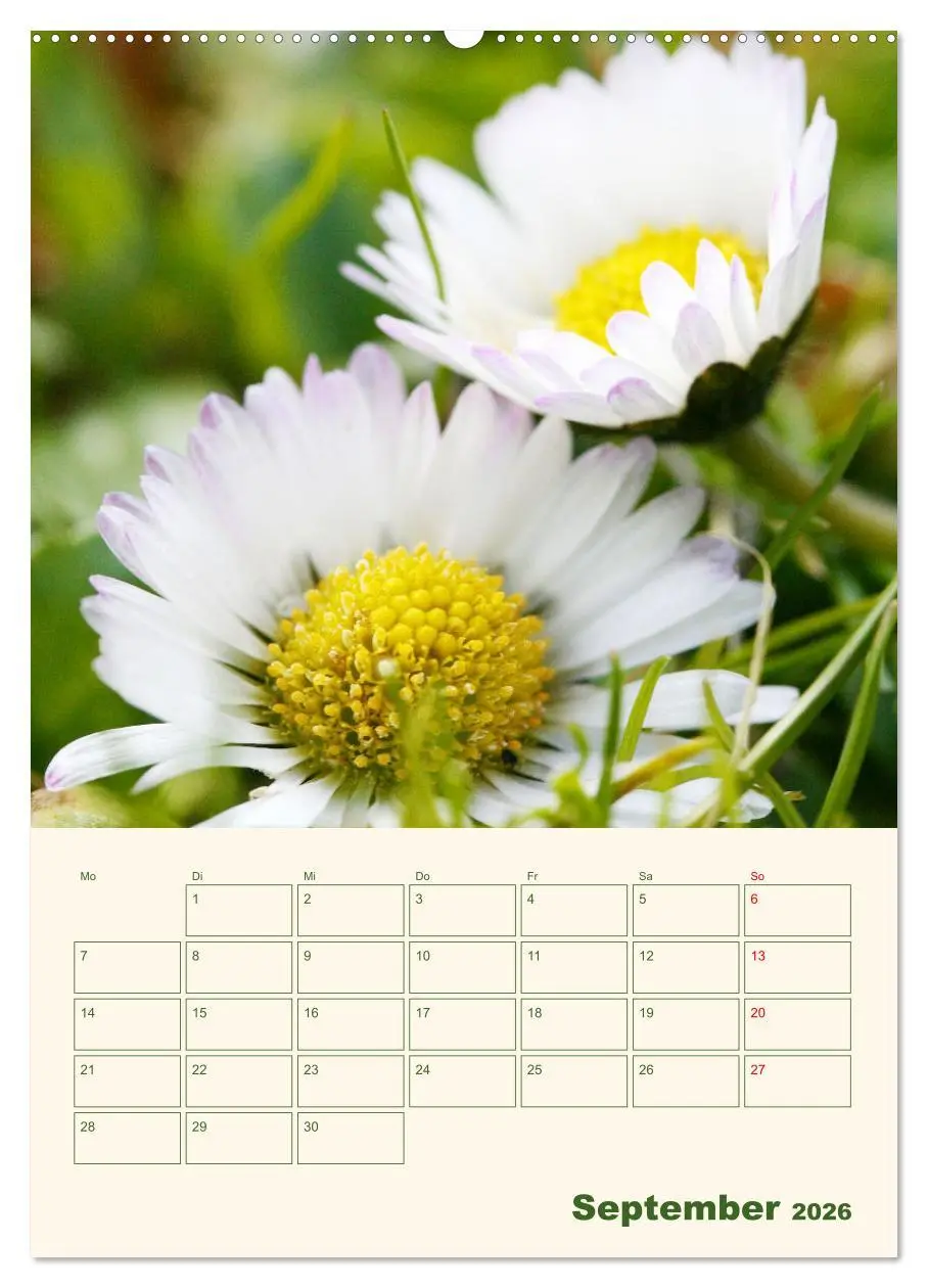 Bild: 9783516367126 | Verträumte Gänseblümchen (hochwertiger Premium Wandkalender 2026...