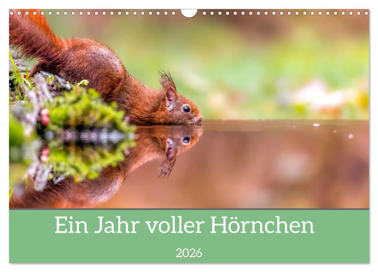 Cover: 9783457567326 | Ein Jahr voller Hörnchen (Wandkalender 2026 DIN A3 quer), CALVENDO...