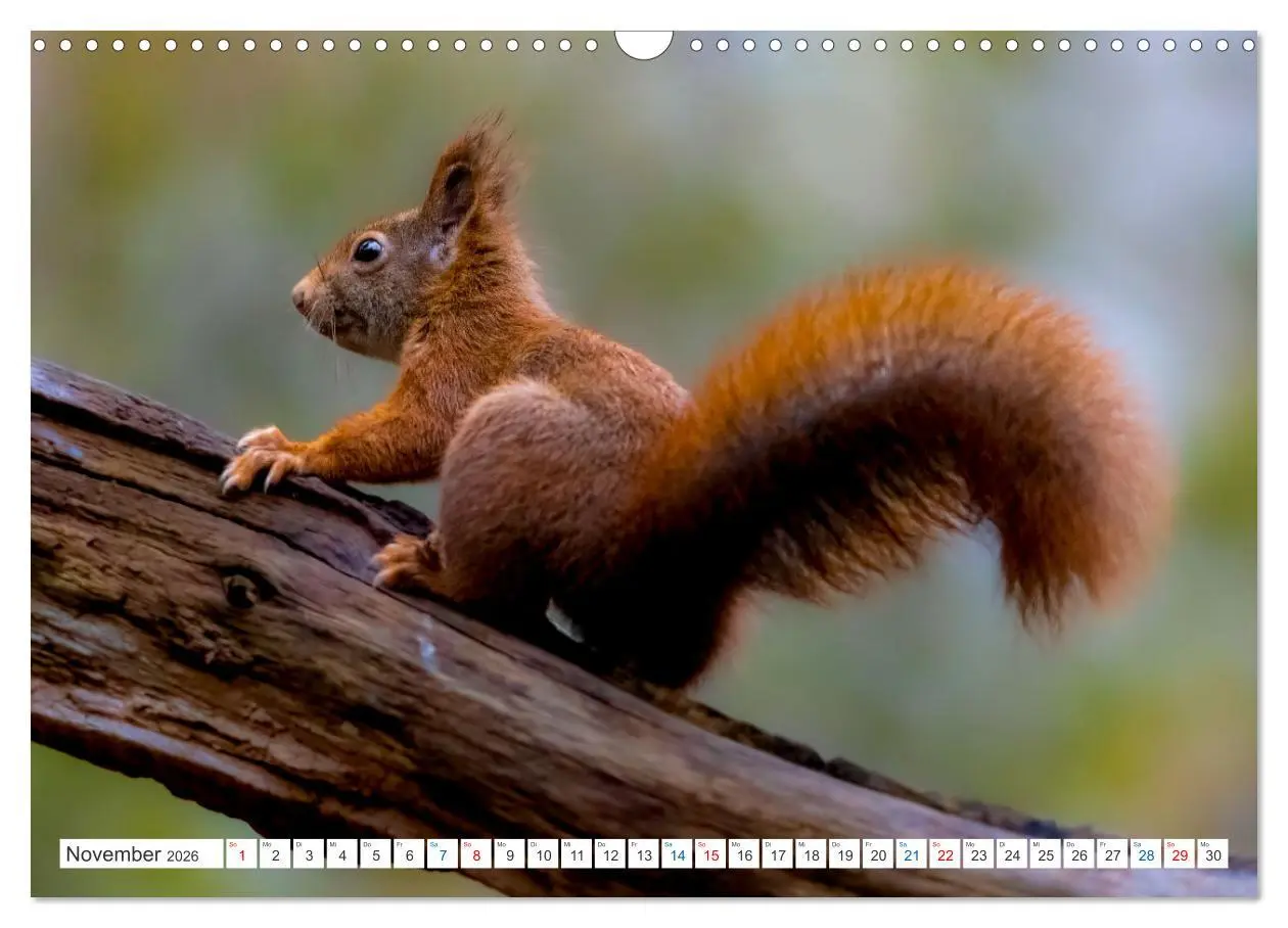 Bild: 9783457567326 | Ein Jahr voller Hörnchen (Wandkalender 2026 DIN A3 quer), CALVENDO...