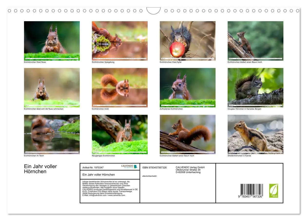 Bild: 9783457567326 | Ein Jahr voller Hörnchen (Wandkalender 2026 DIN A3 quer), CALVENDO...