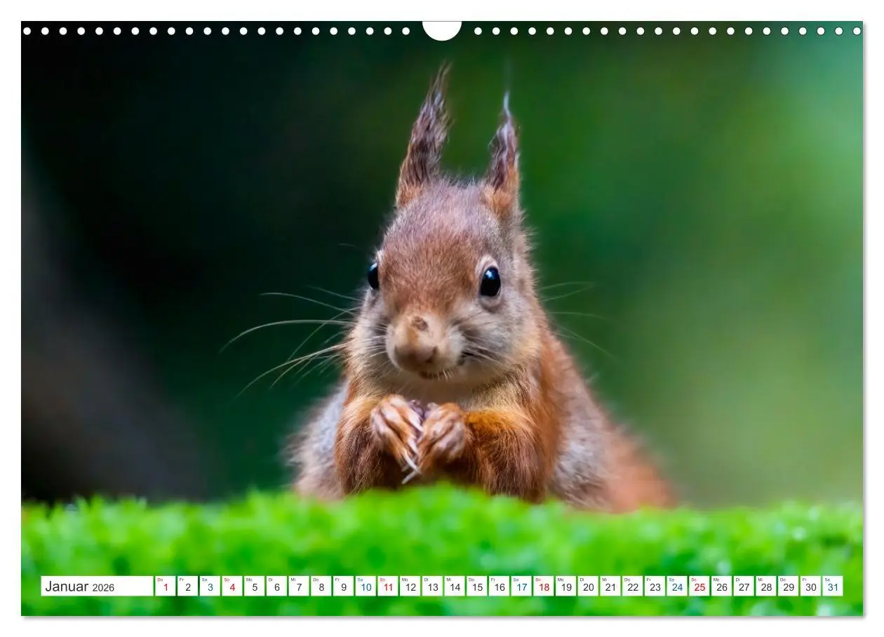 Bild: 9783457567326 | Ein Jahr voller Hörnchen (Wandkalender 2026 DIN A3 quer), CALVENDO...