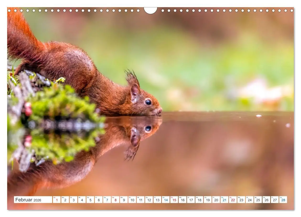 Bild: 9783457567326 | Ein Jahr voller Hörnchen (Wandkalender 2026 DIN A3 quer), CALVENDO...