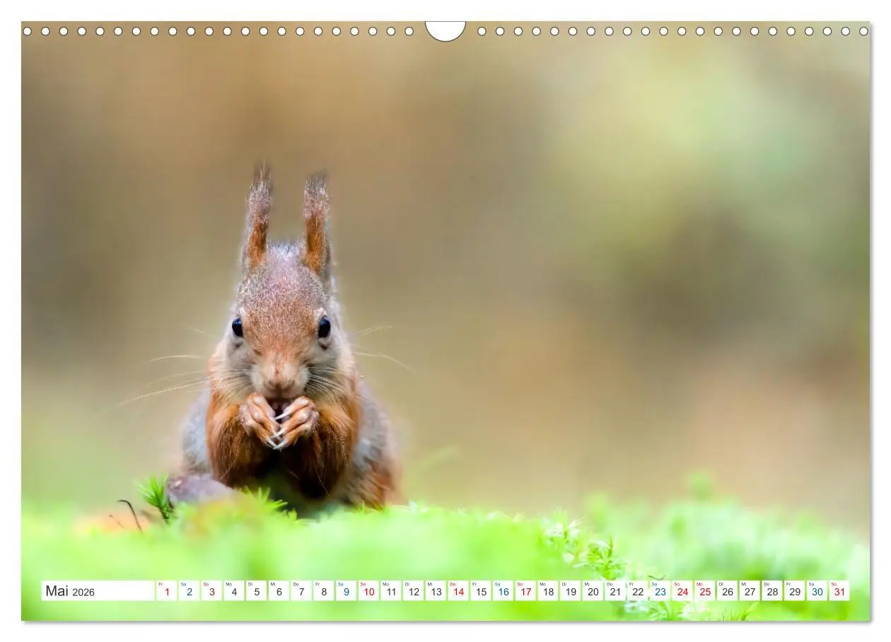 Bild: 9783457567326 | Ein Jahr voller Hörnchen (Wandkalender 2026 DIN A3 quer), CALVENDO...