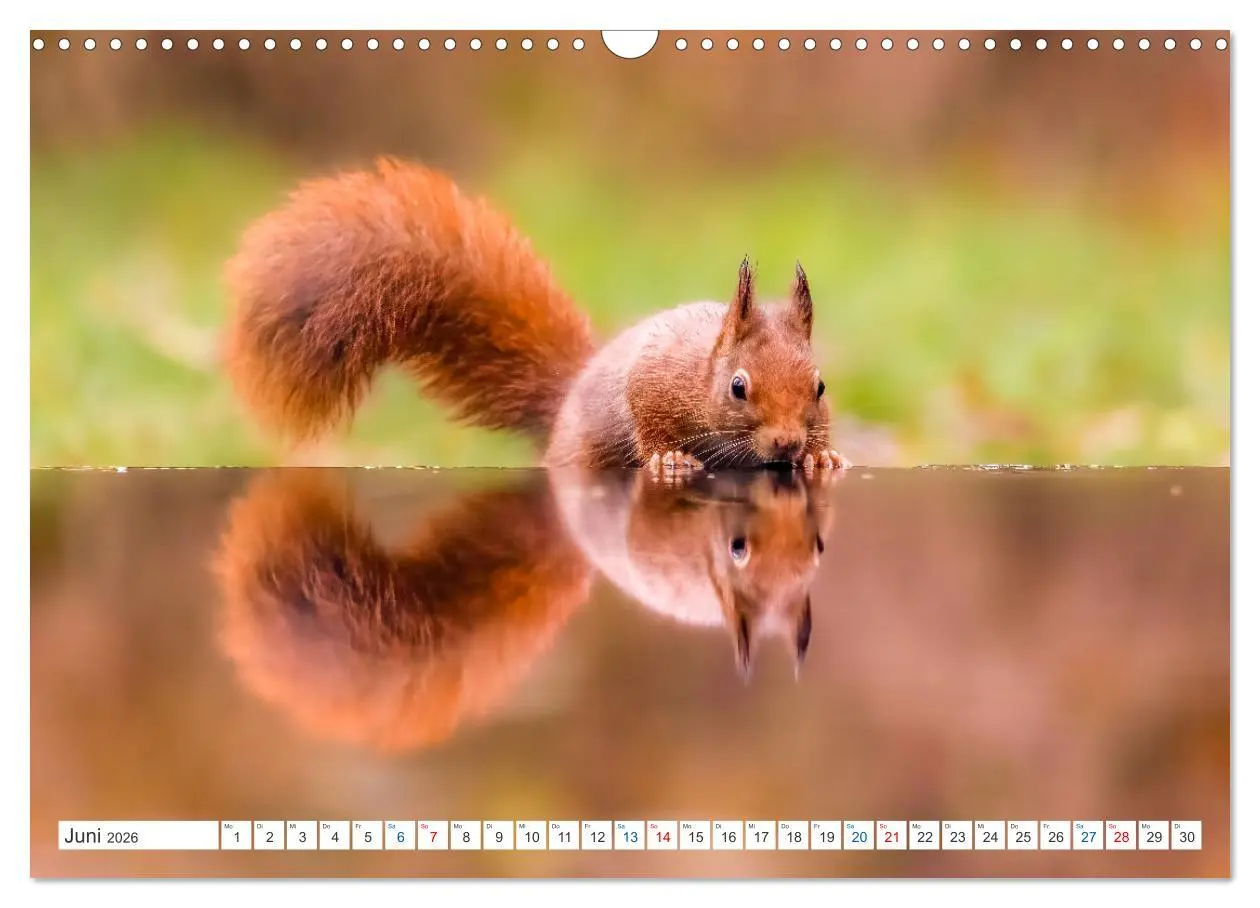 Bild: 9783457567326 | Ein Jahr voller Hörnchen (Wandkalender 2026 DIN A3 quer), CALVENDO...