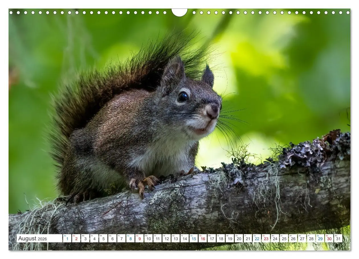 Bild: 9783457567326 | Ein Jahr voller Hörnchen (Wandkalender 2026 DIN A3 quer), CALVENDO...