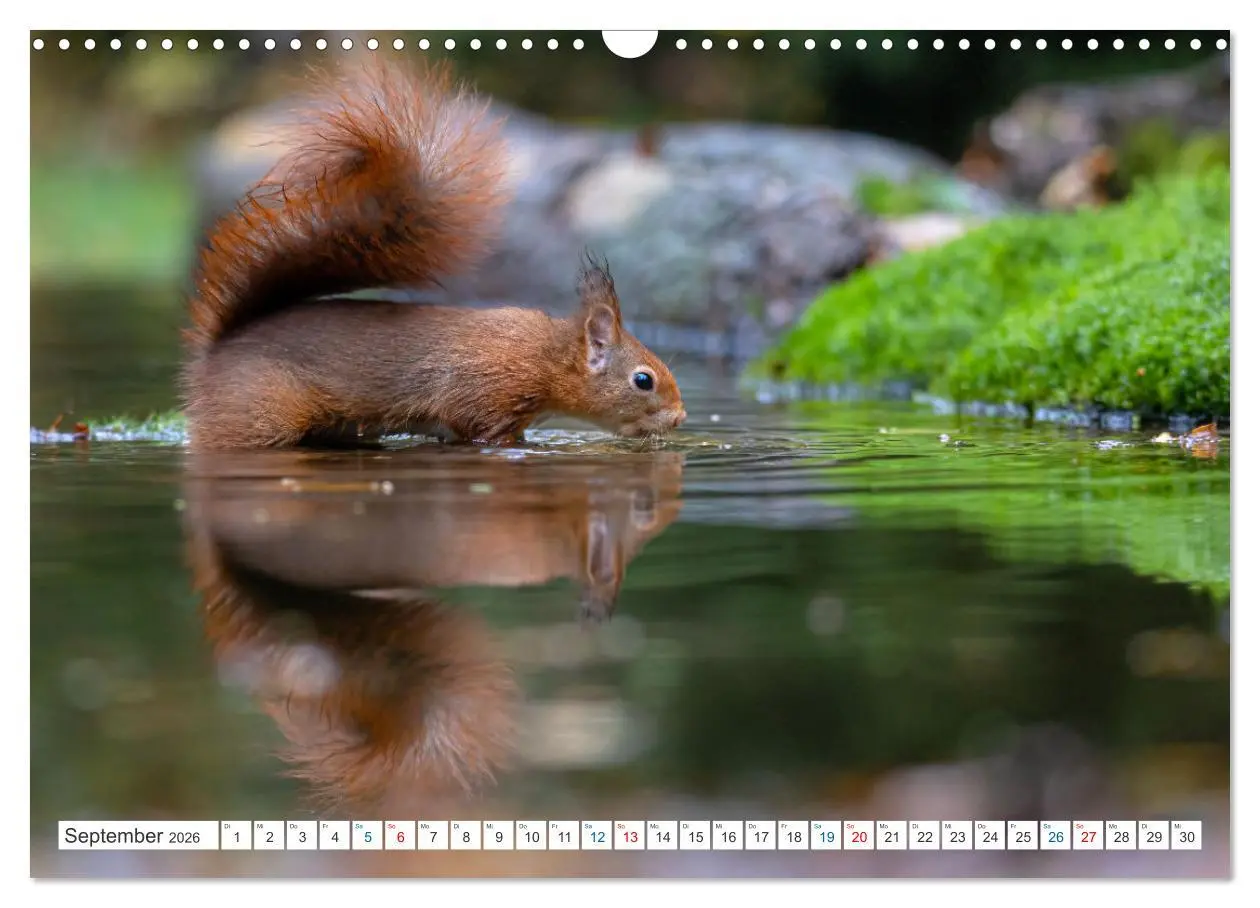 Bild: 9783457567326 | Ein Jahr voller Hörnchen (Wandkalender 2026 DIN A3 quer), CALVENDO...