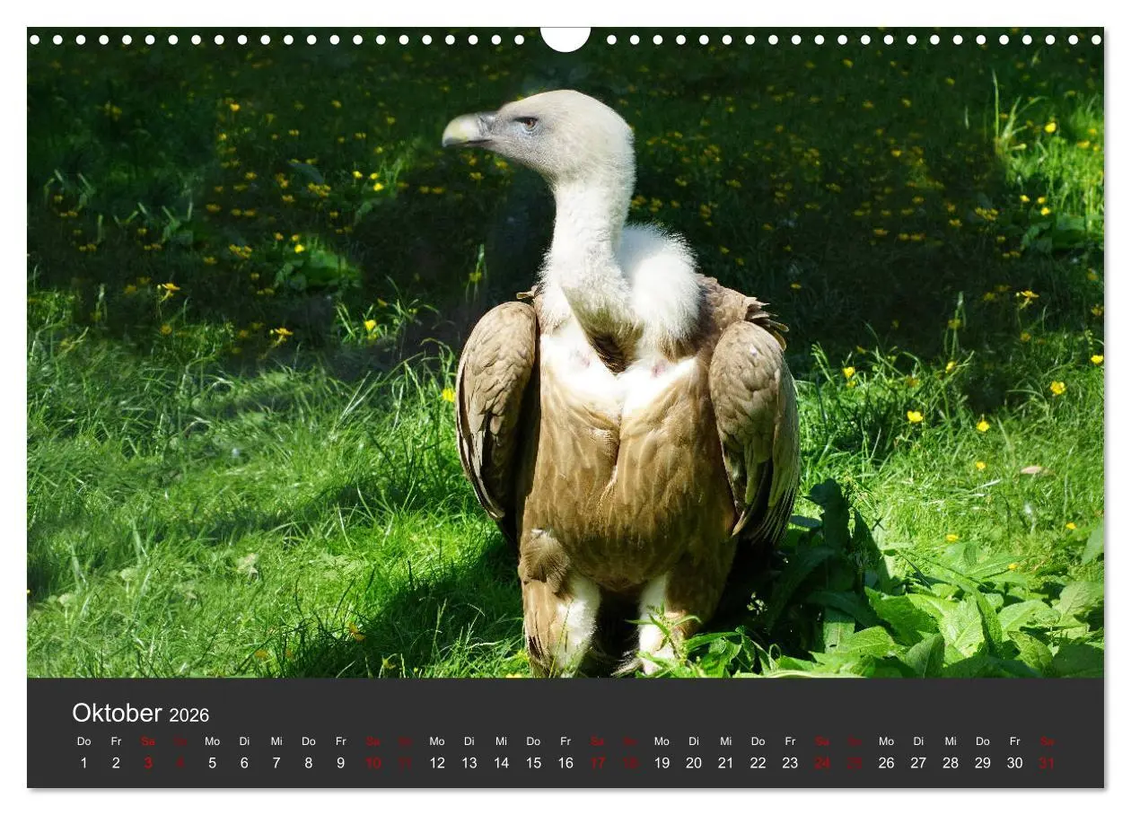 Bild: 9783457877326 | Faszination der Greifvögel und Geier (Wandkalender 2026 DIN A3...