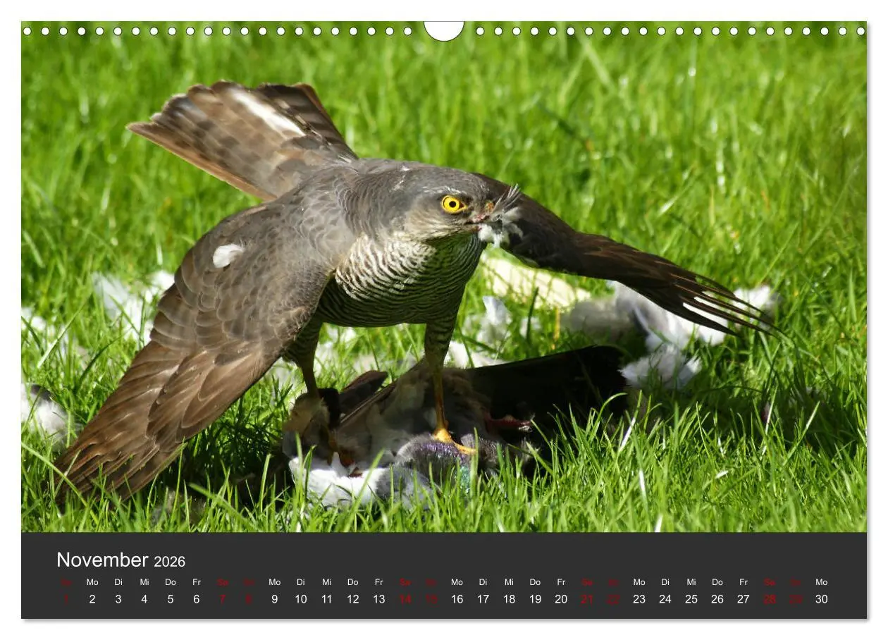 Bild: 9783457877326 | Faszination der Greifvögel und Geier (Wandkalender 2026 DIN A3...