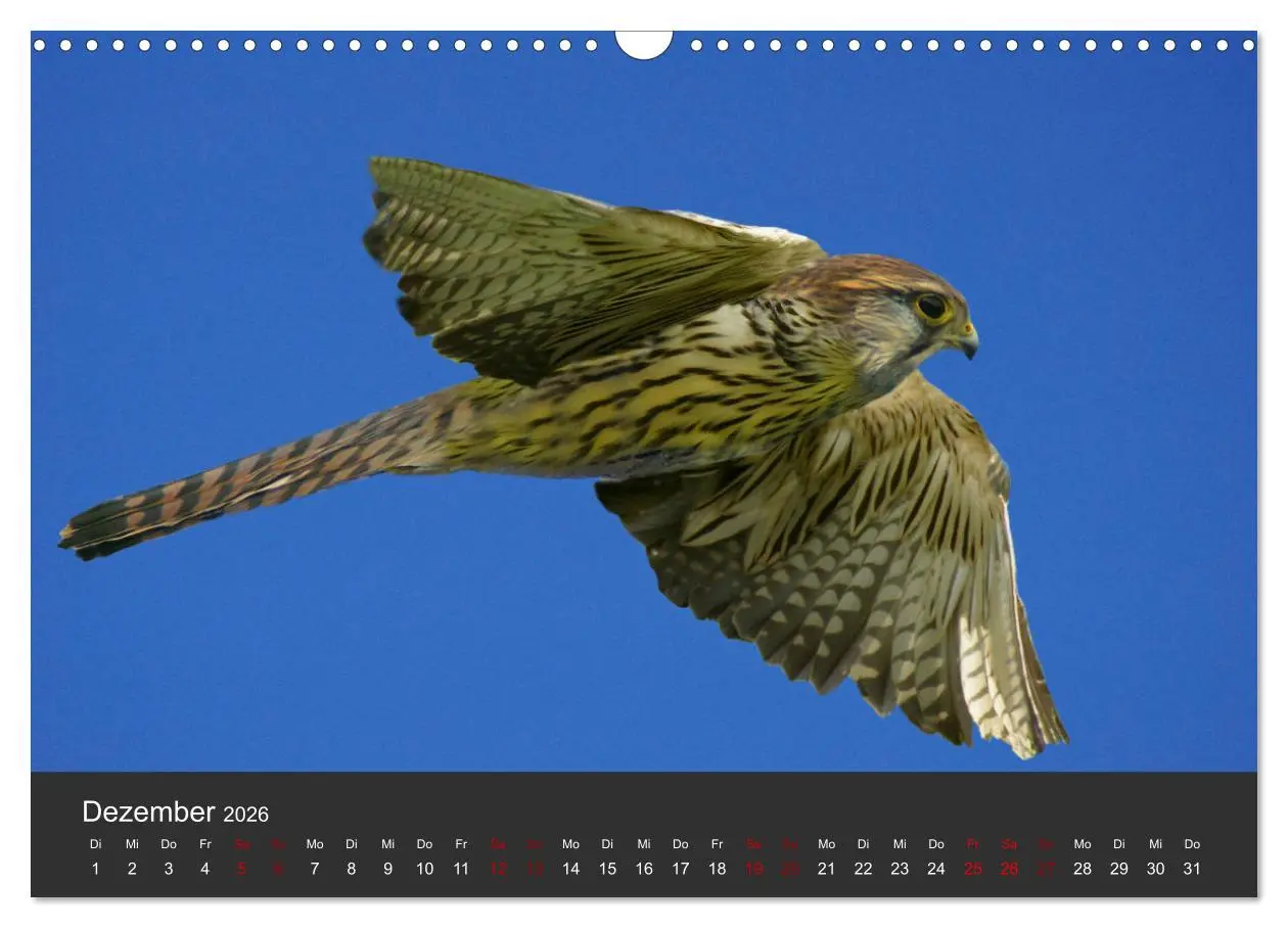 Bild: 9783457877326 | Faszination der Greifvögel und Geier (Wandkalender 2026 DIN A3...