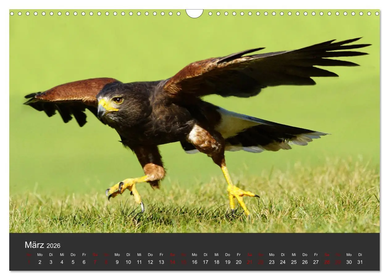 Bild: 9783457877326 | Faszination der Greifvögel und Geier (Wandkalender 2026 DIN A3...