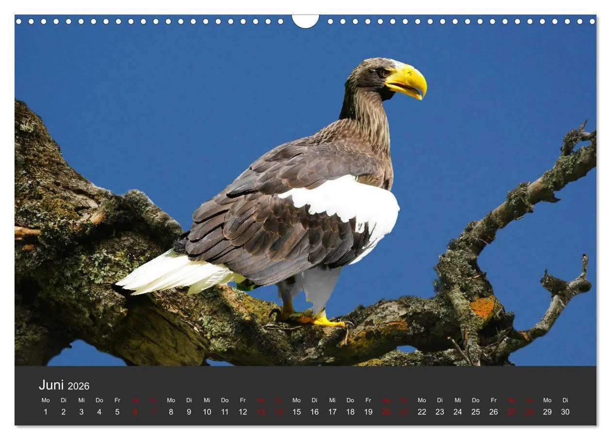 Bild: 9783457877326 | Faszination der Greifvögel und Geier (Wandkalender 2026 DIN A3...
