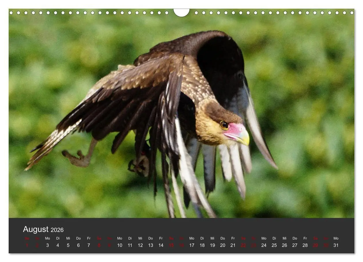 Bild: 9783457877326 | Faszination der Greifvögel und Geier (Wandkalender 2026 DIN A3...