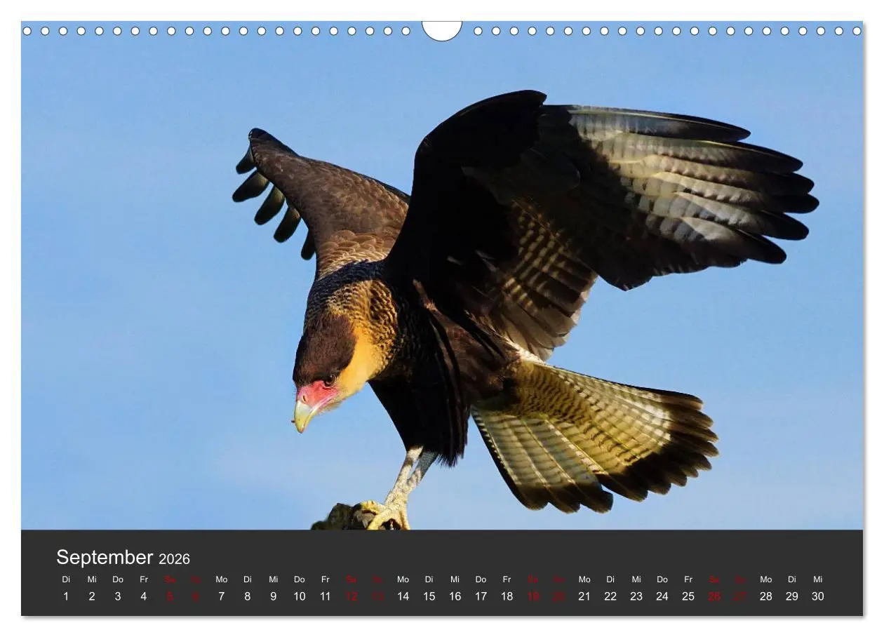 Bild: 9783457877326 | Faszination der Greifvögel und Geier (Wandkalender 2026 DIN A3...