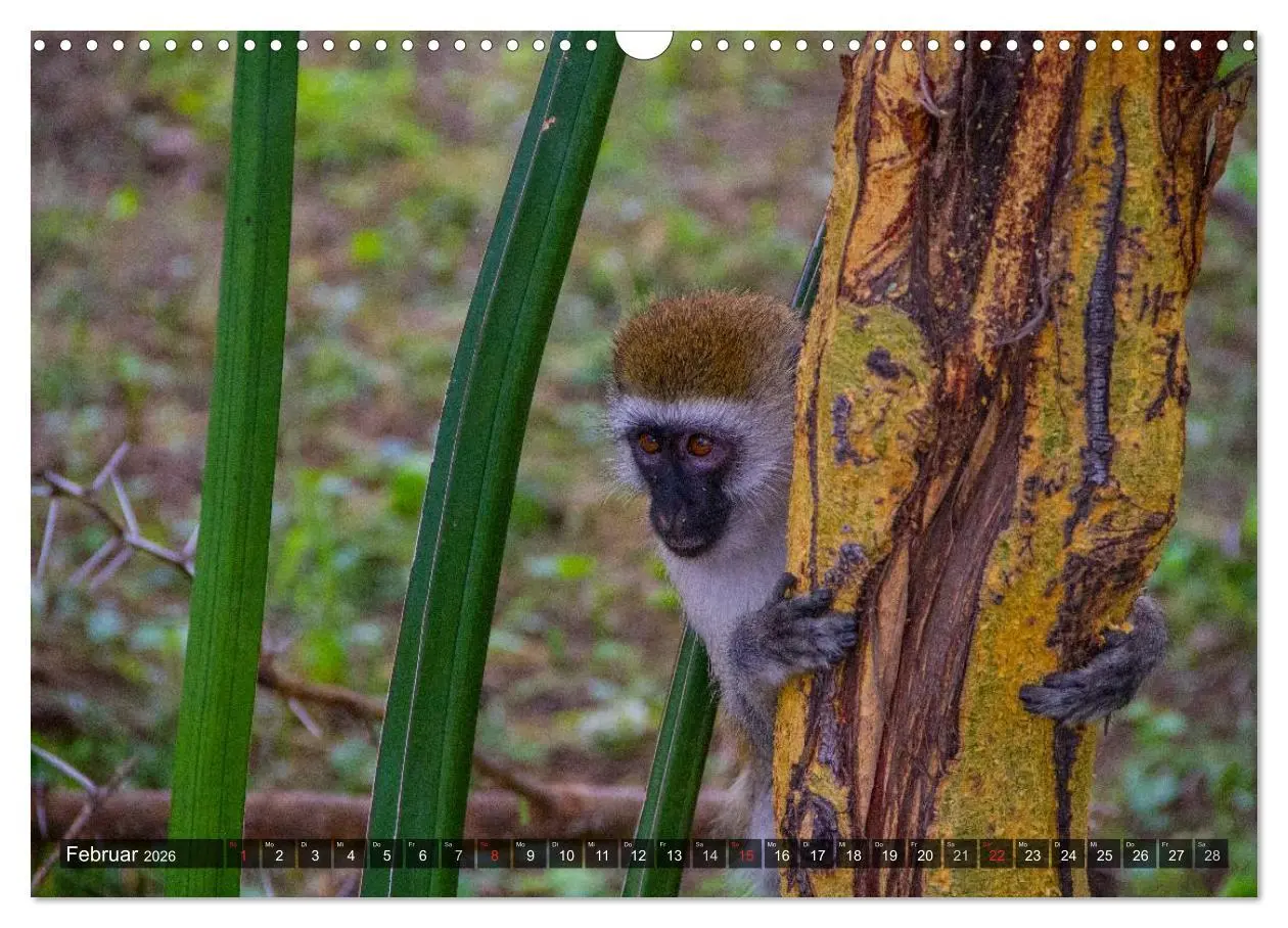 Bild: 9783516197426 | Abenteuer Tansania, Afrika (Wandkalender 2026 DIN A3 quer),...