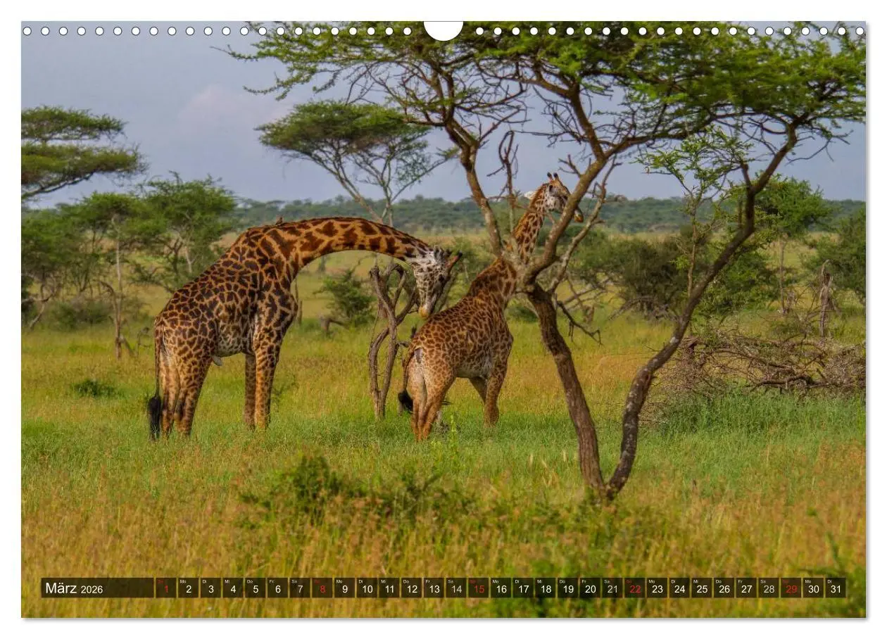 Bild: 9783516197426 | Abenteuer Tansania, Afrika (Wandkalender 2026 DIN A3 quer),...