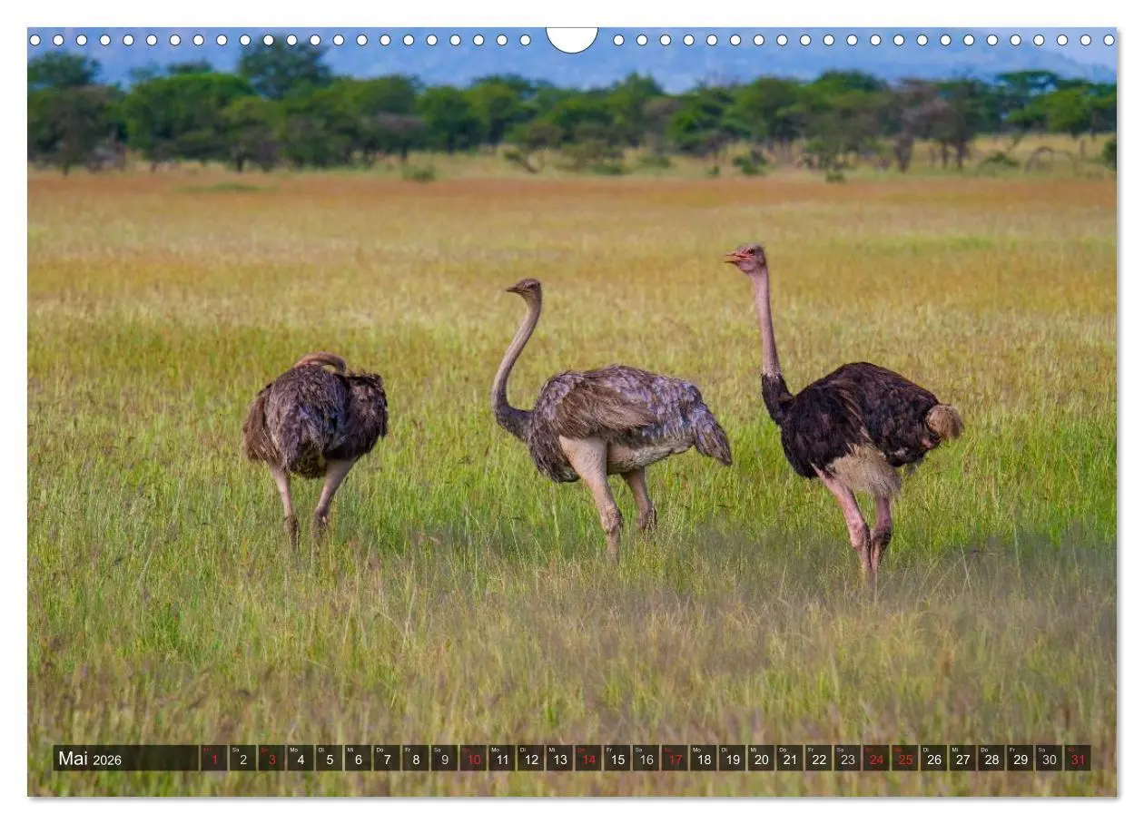 Bild: 9783516197426 | Abenteuer Tansania, Afrika (Wandkalender 2026 DIN A3 quer),...