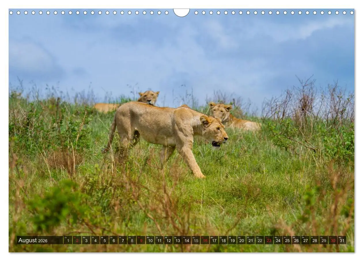 Bild: 9783516197426 | Abenteuer Tansania, Afrika (Wandkalender 2026 DIN A3 quer),...