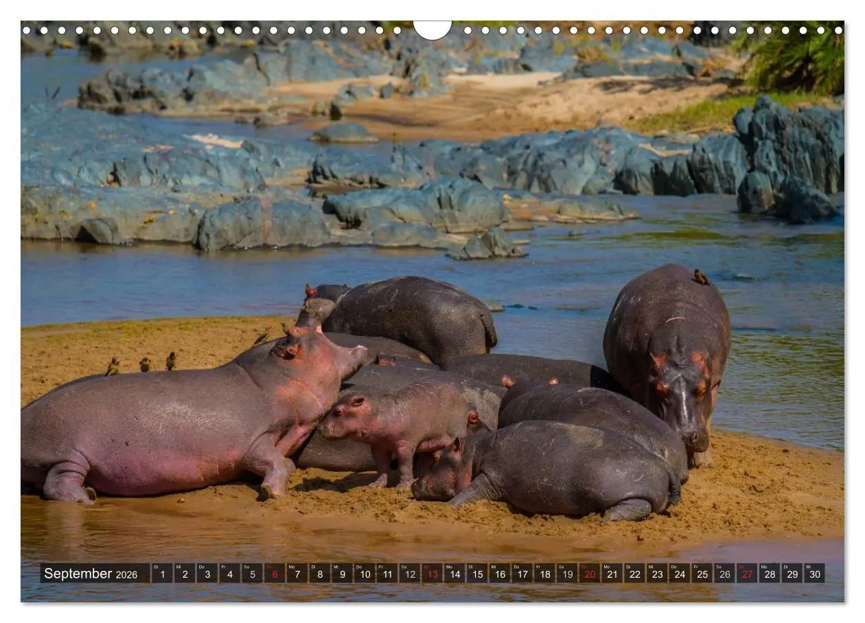 Bild: 9783516197426 | Abenteuer Tansania, Afrika (Wandkalender 2026 DIN A3 quer),...