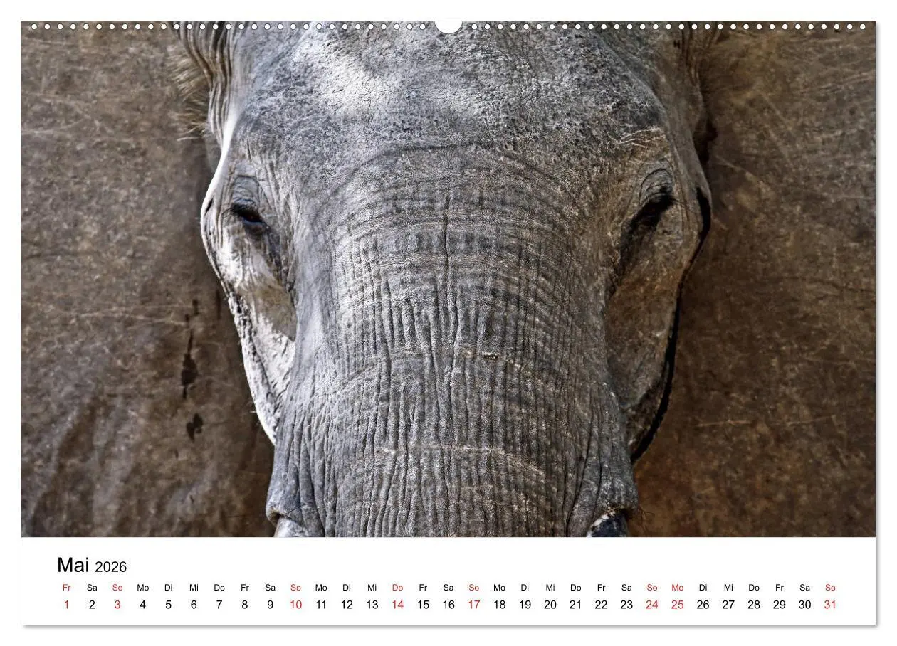 Bild: 9783457777626 | Namibias Elefanten (Wandkalender 2026 DIN A2 quer), CALVENDO...