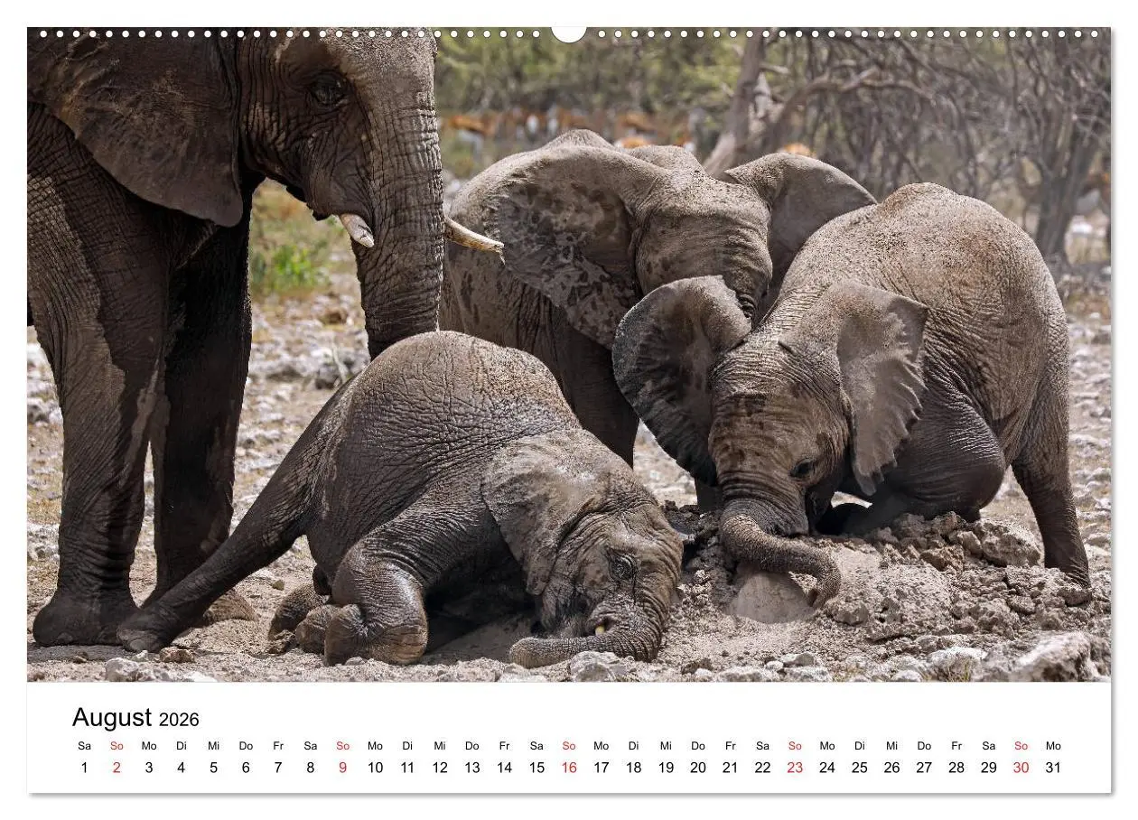 Bild: 9783457777626 | Namibias Elefanten (Wandkalender 2026 DIN A2 quer), CALVENDO...