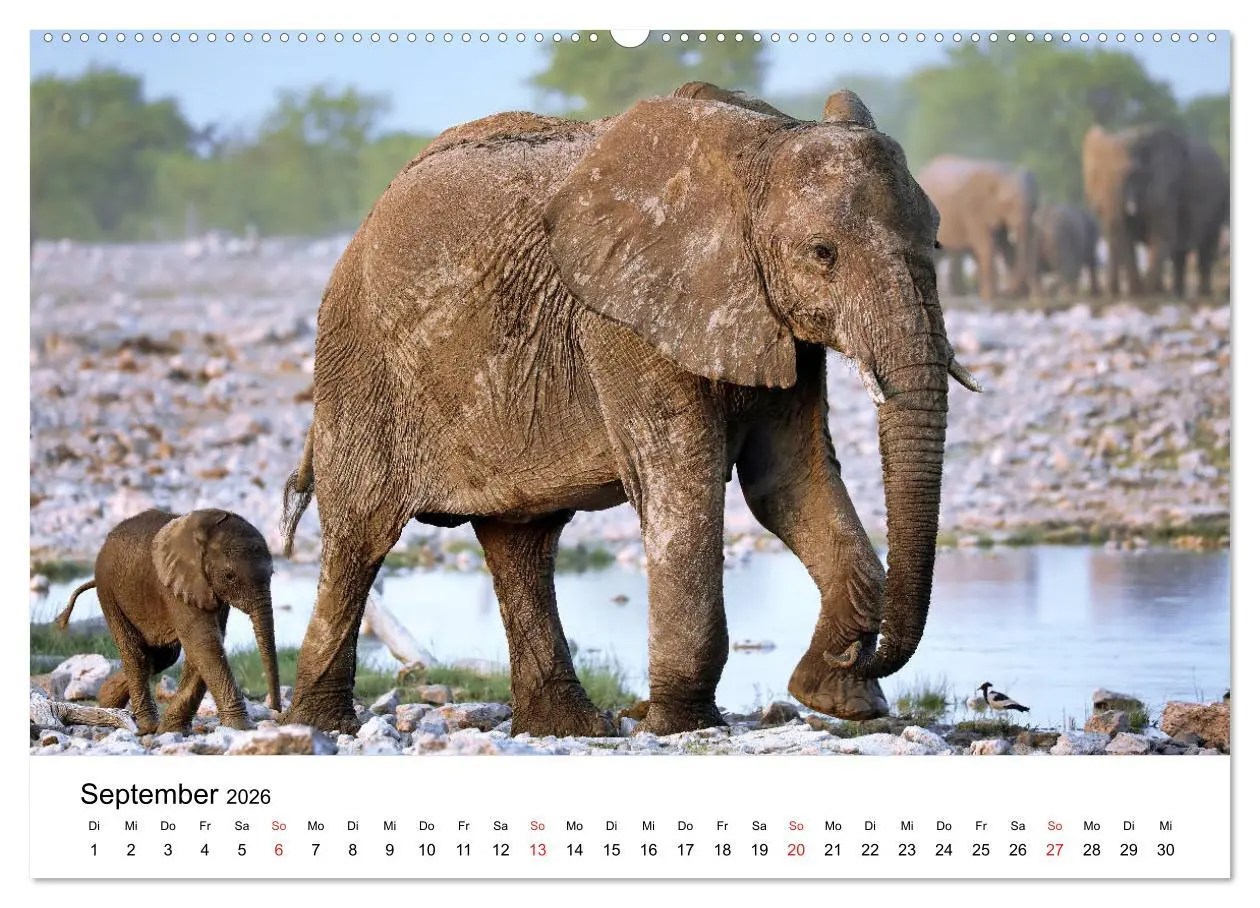 Bild: 9783457777626 | Namibias Elefanten (Wandkalender 2026 DIN A2 quer), CALVENDO...