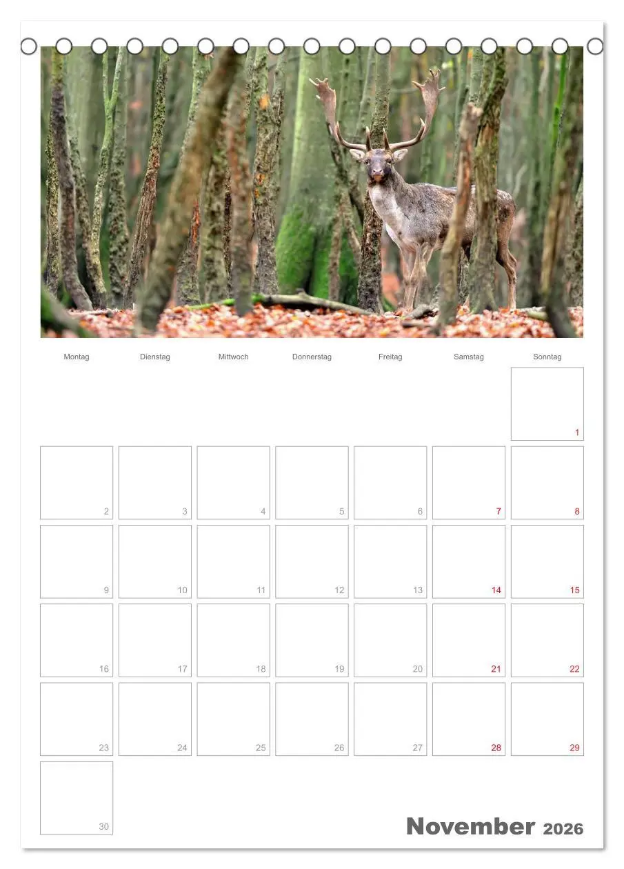 Bild: 9783516487626 | Rehe &amp; Co / Planer (Tischkalender 2026 DIN A5 hoch), CALVENDO...