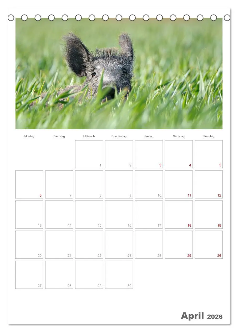 Bild: 9783516487626 | Rehe &amp; Co / Planer (Tischkalender 2026 DIN A5 hoch), CALVENDO...