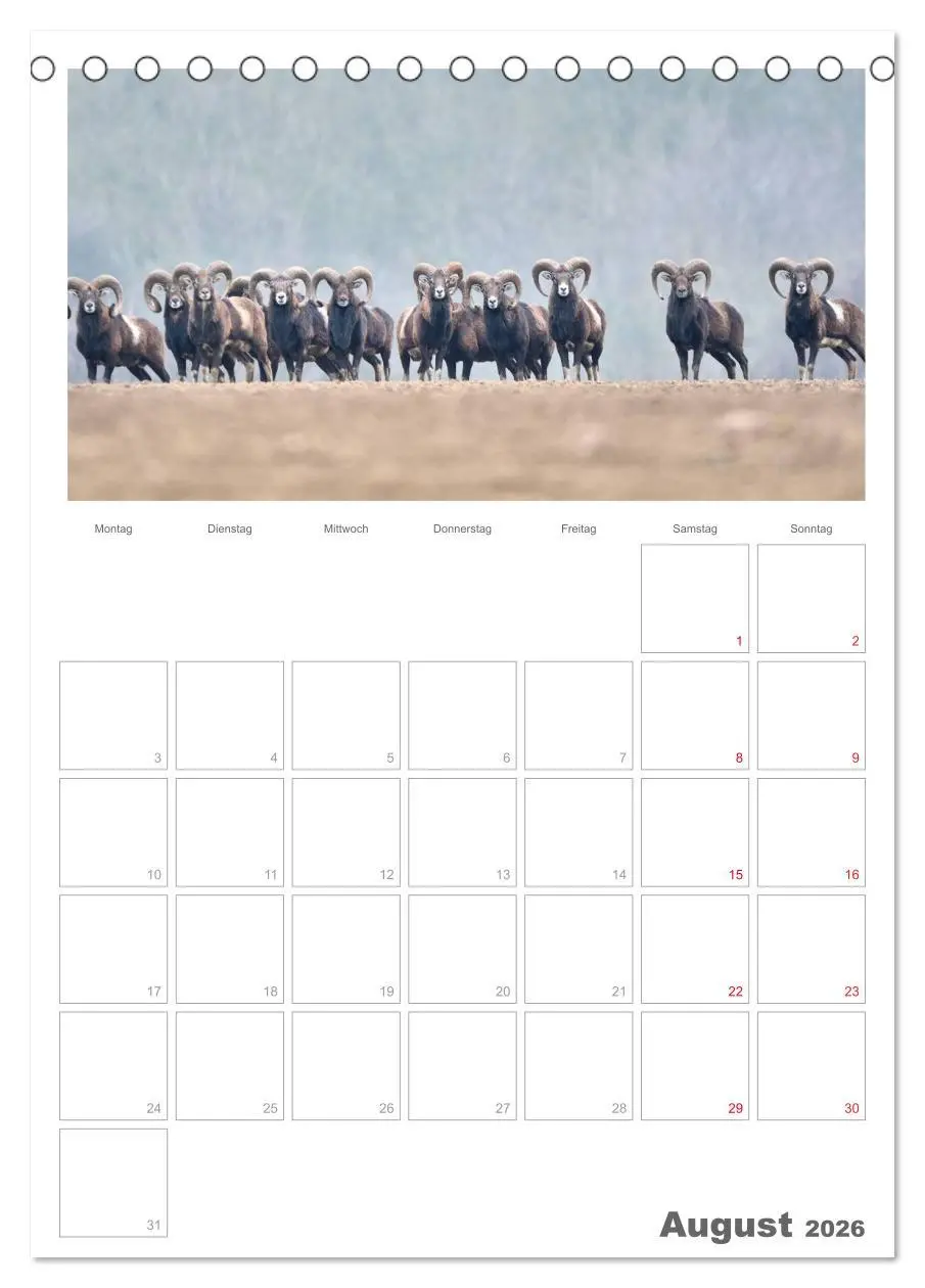 Bild: 9783516487626 | Rehe &amp; Co / Planer (Tischkalender 2026 DIN A5 hoch), CALVENDO...