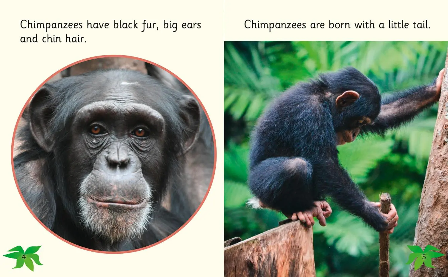 Bild: 9780008357726 | Chimpanzees | Band 03/Yellow | Ben Hubbard | Taschenbuch | Englisch
