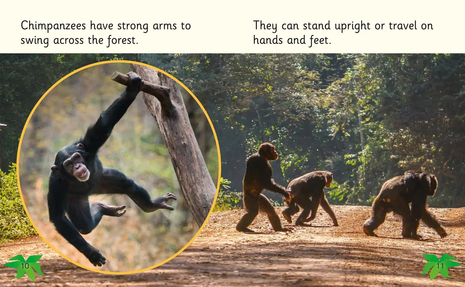 Bild: 9780008357726 | Chimpanzees | Band 03/Yellow | Ben Hubbard | Taschenbuch | Englisch