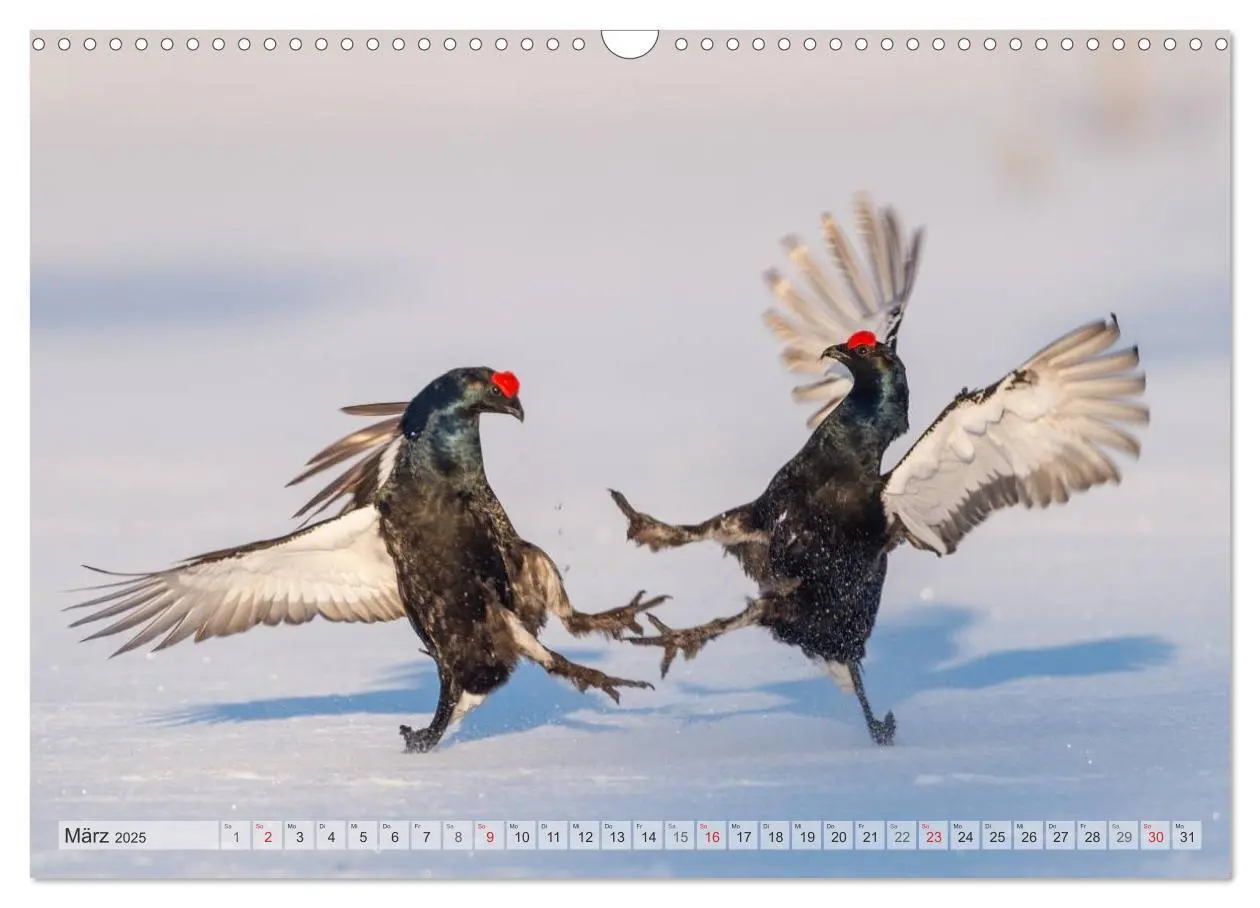 Bild: 9783435597826 | Emotionale Momente: Wild und Jagd. (Wandkalender 2025 DIN A3 quer),...